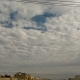 Ac perlucidus10 OTHERVIEW