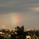 Ac radiatus1 OtherView