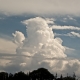 Cb pileus later