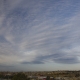 Cc undulatus8 Otherview2